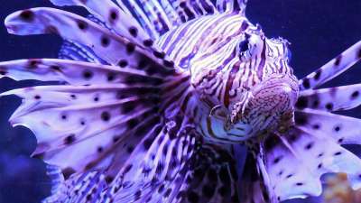 鱼 狮子鱼 有毒 水下 展示水族馆 扇形胸鳍 有色 危险的 胸棘