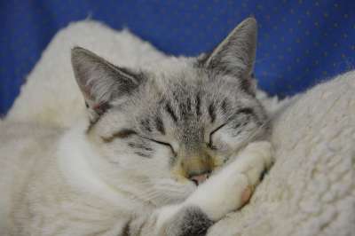 猫 睡猫 头猫 女性年轻的猫 家畜 猫科动物 睡眠 Nap 小睡