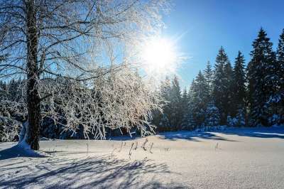 雪 冬季 弗罗斯特 冷 树 景观 天气 似雪 舞台 蓝天 冰