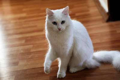 猫 动物 宠物 眼睛 可爱 白色的 美丽 爱 哺乳动物 游戏