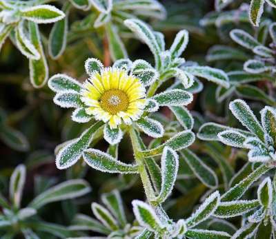 Eisblüte 霜 深秋 地面霜 开花 黄色 晚霜 家庭花园