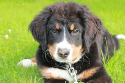 狗 小狗 可爱的 忠于 伯恩山犬 家畜 毛皮 幼兽 小的