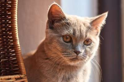 猫 可爱的 宿醉 小的 婴儿 年轻 动物 家畜 毛皮 柔软的
