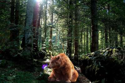 熊 蝴蝶 森林 背景 通路 幻想 动物 树木 野生动物