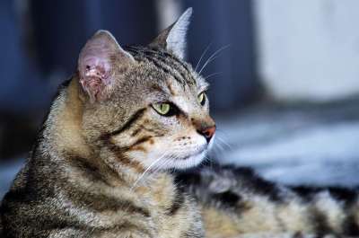 猫咪 猫 欧洲猫 斑猫 流浪猫