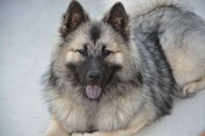 狗 母狗 狗Eurasier 婊子圣诞节 Eurasier 纯种狗