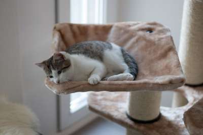 放松 猫 家猫