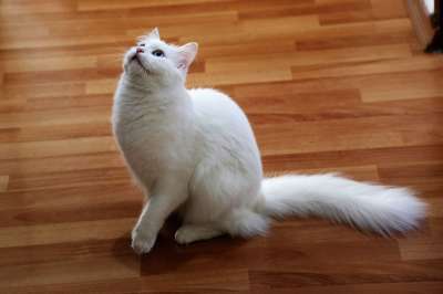 猫 动物 宠物 眼睛 可爱 白色的 美丽 爱 哺乳动物