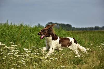 狗 小明斯特兰 Münsterländer 猎犬 纯种狗 狗肖像