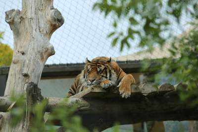 老虎 动物 动物园 哺乳动物 大猫 野生动物 捕食者 危险的