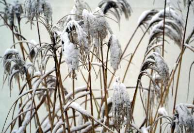 雪 草 冬天 自然 下雪的 寒冷的 霜 冰冷的