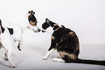 狗 猫咪 猫 动物 可爱 动物医院 很好