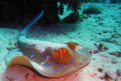 蓝色斑点黄貂鱼 闻到 潜水 水下 水 海 水下世界 海洋生物
