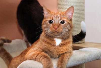 猫 家猫 红色的 动物 猫眼 小猫 肖像 鲭鱼 野生动物 猫脸