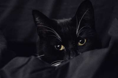 黑色和白色的猫 双色的猫 低调 低调摄影 猫的眼睛 害羞的猫