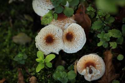 蘑菇 森林 森林地面 地面 落下 苔藓 蘑菇收集
