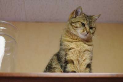 猫 老虎 捕食者 毛皮 动物 猫科动物 爱情 肖像 哺乳动物
