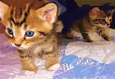 猫 婴儿 脸 可爱的 特写 蓝眼睛 床 毯子 动物 国内的猫