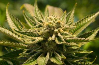 大麻 锅 杂草 药品 植物 有天赋的人 草本植物 医疗的 绿色