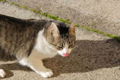 Ghjattina 猫 老虎 舌头