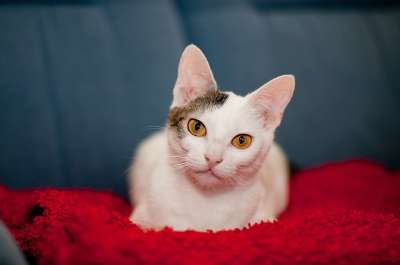 猫 基蒂 可爱的 猫科动物 眼睛 肖像 蓝色的肖像 蓝眼