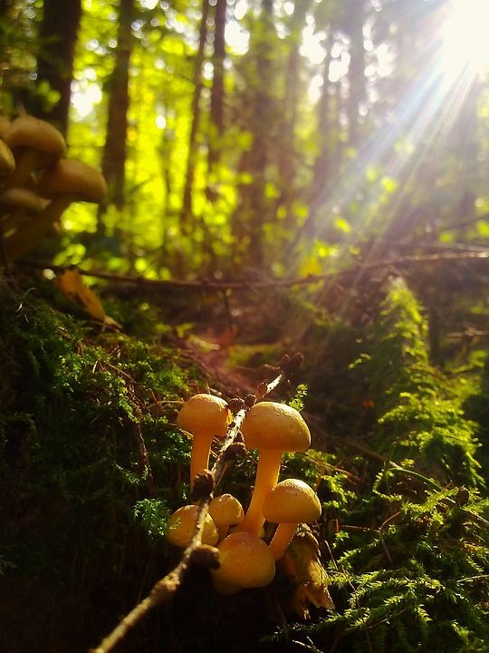 蘑菇 自然 森林 秋天 菌类 丰富多彩的 可用光 地面 荒野