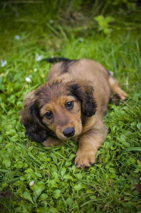 腊肠犬 小狗 草 户外 可爱的 狗