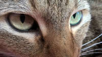 猫 看法 眼睛 脸 家猫 头 关闭 小猫 动物 家畜 毛皮