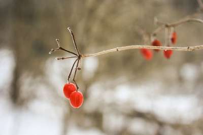 树 浆果 枝杈 枝条 冬天 雪 森林 原野 踪迹 冬青 自然