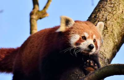 熊猫 棕熊猫 小熊猫 大熊猫 哺乳动物 野生动物 中国 登山者