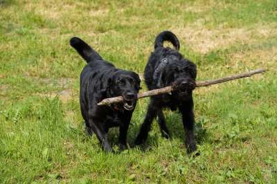 拉布拉多 猎犬 Labradoodle 雪纳瑞犬 国王狮子狗 杂交种