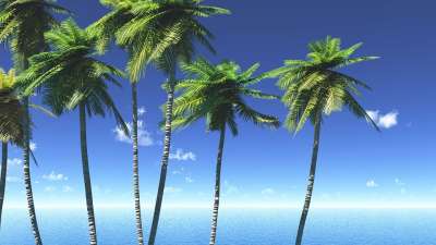 海 天空 叶 木材 蓝天 云 桑迪 夏季 风 提神醒脑 海滩