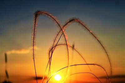 晚上 黎明 天空 自然 景观 夏天 树 红色 草本植物 叶子