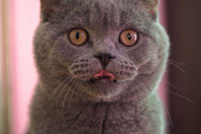 猫 小猫 特写 乐趣 头发 甜的 国内的 动物 可爱的 宠物