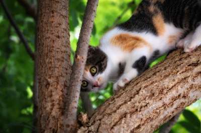 猫咪 动物医院 哺乳动物 猫 动物 老虎 小猫 毛皮 可爱的