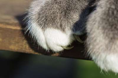 猫 爪子 爪 毛皮 家猫 划痕 细节 细节拍摄