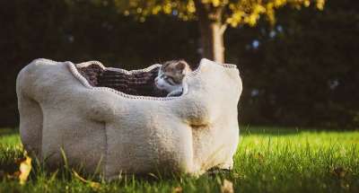 猫 婴儿 动物 可爱的 家畜 小猫 肖像 哺乳动物 脸 老虎