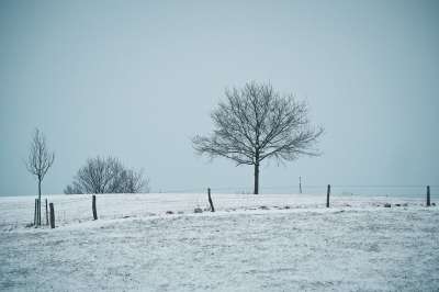 冬天 雪 霜 寒冷的 自然 冬天的寒冷 情绪 树 冬季景观