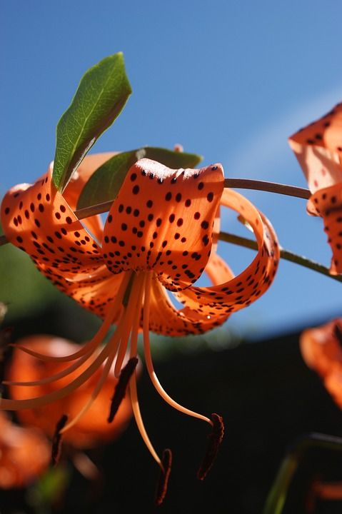 百合 虎百合 黄花菜 橙色黄花菜 老虎黄花菜 橙色的 夏天 花