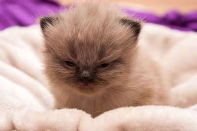 猫宝宝 波斯人 猫 婴儿