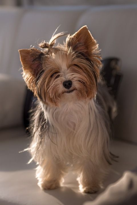 狗 小狗 可爱的 犬类 毛皮 动物 宠物 棕色的狗 棕色的小狗