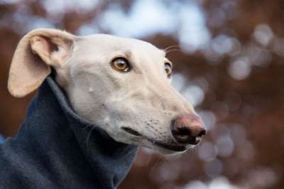 灵缇犬 狗 宠物 动物 家犬 犬类 哺乳动物 可爱的 肖像