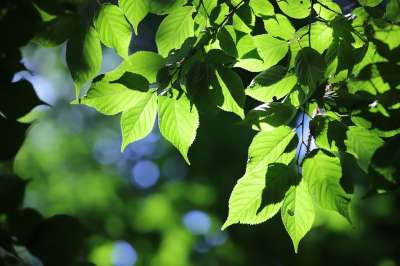 联盟的州 绿色 叶子 大自然 植物 抽象 树 沙特勒 光 森林