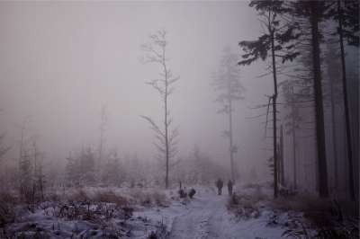 多雾路段 树木 雪 冬天 森林 灰色林