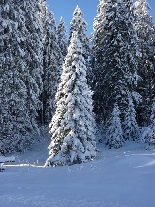 枞树 自然 森林 下雪的 冬天 雪 冬季魔法 雪魔 寒冷的