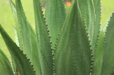 龙舌兰 户外的 自然 植物 绿色 仙人掌 景观 多汁的 植物学