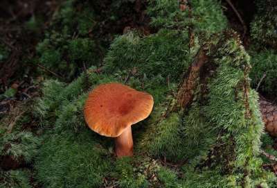 宏观的 蘑菇 苔藓 藏红花牛奶帽 错误的刺激 木耳 森林蘑菇