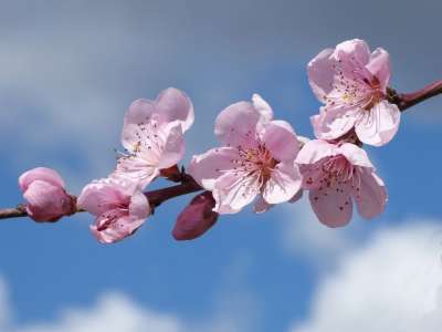 花朵 华丽的分支 果树 春天 弗洛里尔