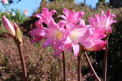球衣百合 孤挺花颠茄 颠茄百合 粉色的 花朵 秋天 盛开 百合行军