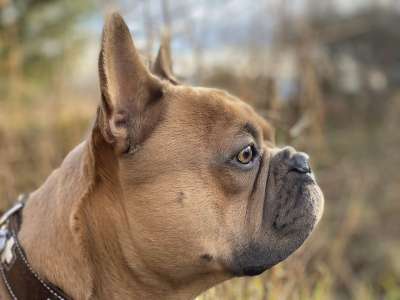 法国斗牛犬 狗 肖像 动物肖像 忠实的朋友 脸 侧面图 轮廓